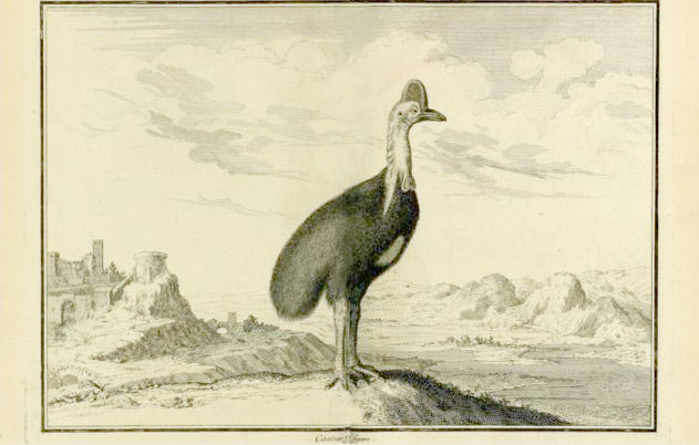 A detailed drawing of a cassowary