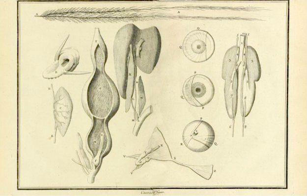 Drawings of various cassowary parts