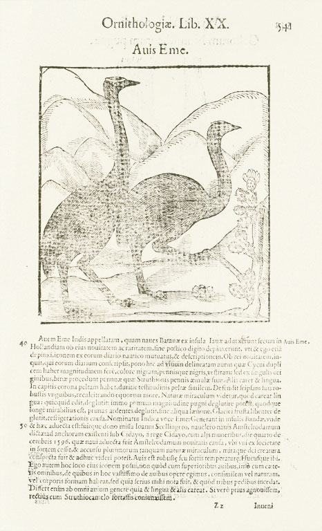 Faded image of a page from a book; a line drawing of two emus facing right, with text below