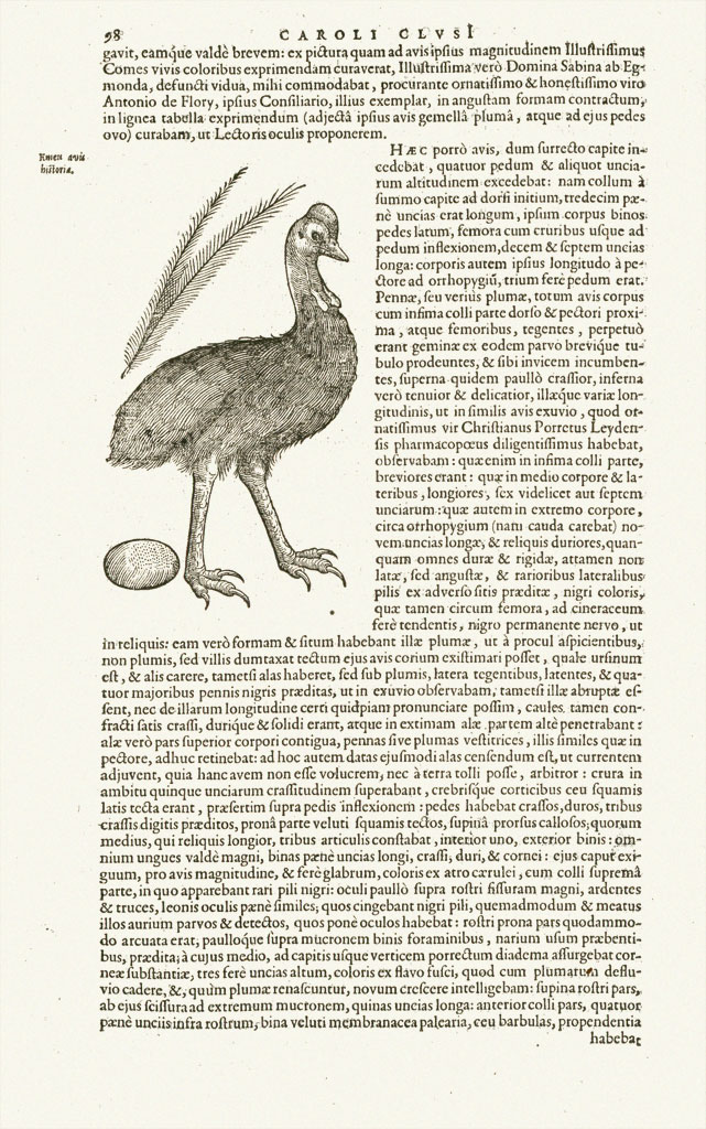 Page from a book, drawing of an emu or cassowary with egg and feather, Latin text
