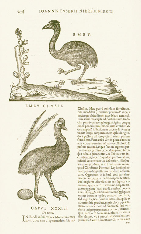Page from a book, drawings of emus, Latin text