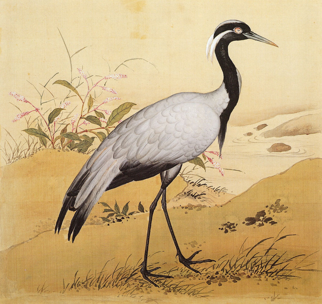 Color image of a crane walking toward the right of the frame