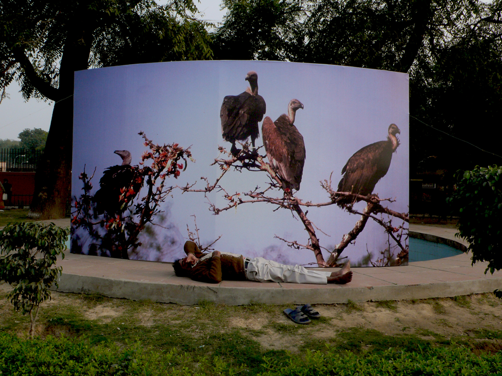Image of birds perched on branches, on a screen at the edge of a fountain or pool
