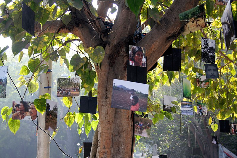 many images hanging in a tree