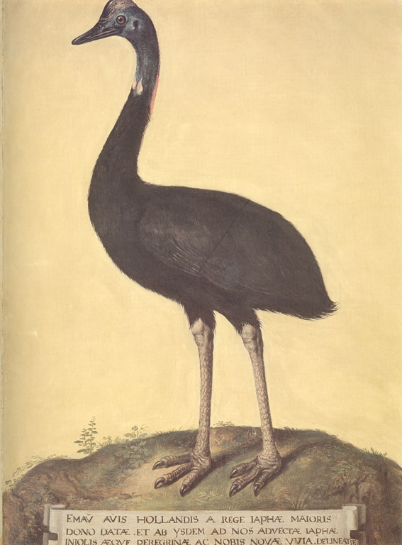 Color image of an emu facing left