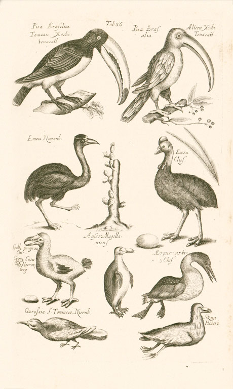 Page from a book, drawings of nine different birds