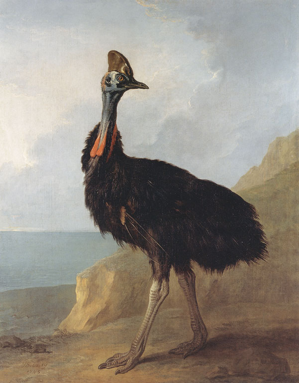 A cassowary on the shore, looking noble