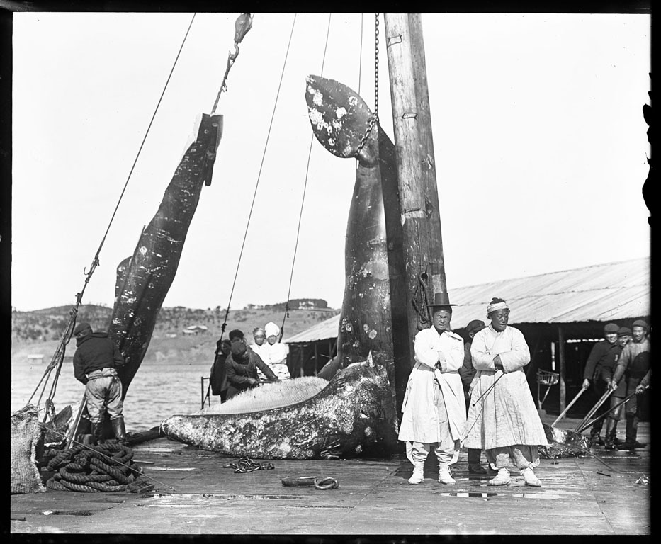 Two Korean men posing in front of a dead gray whale hung from a post