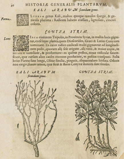 Page from book with drawings of plants
