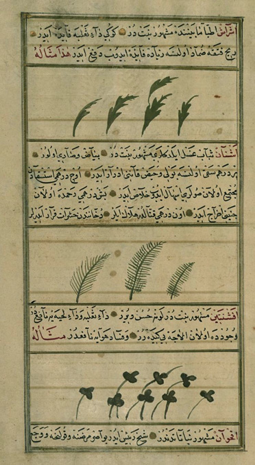 arabic writing on page with drawings of plants